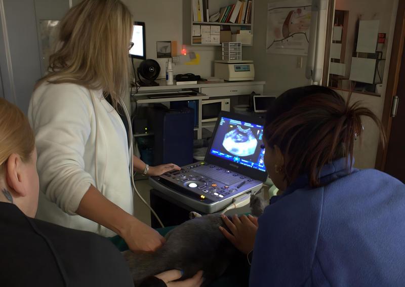 Carousel Slide 8: Diagnostic Ultrasound Services available at Wauwatosa Veterinary Clinic